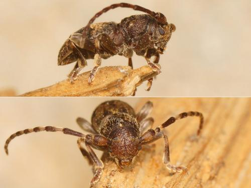 Parmena sp.